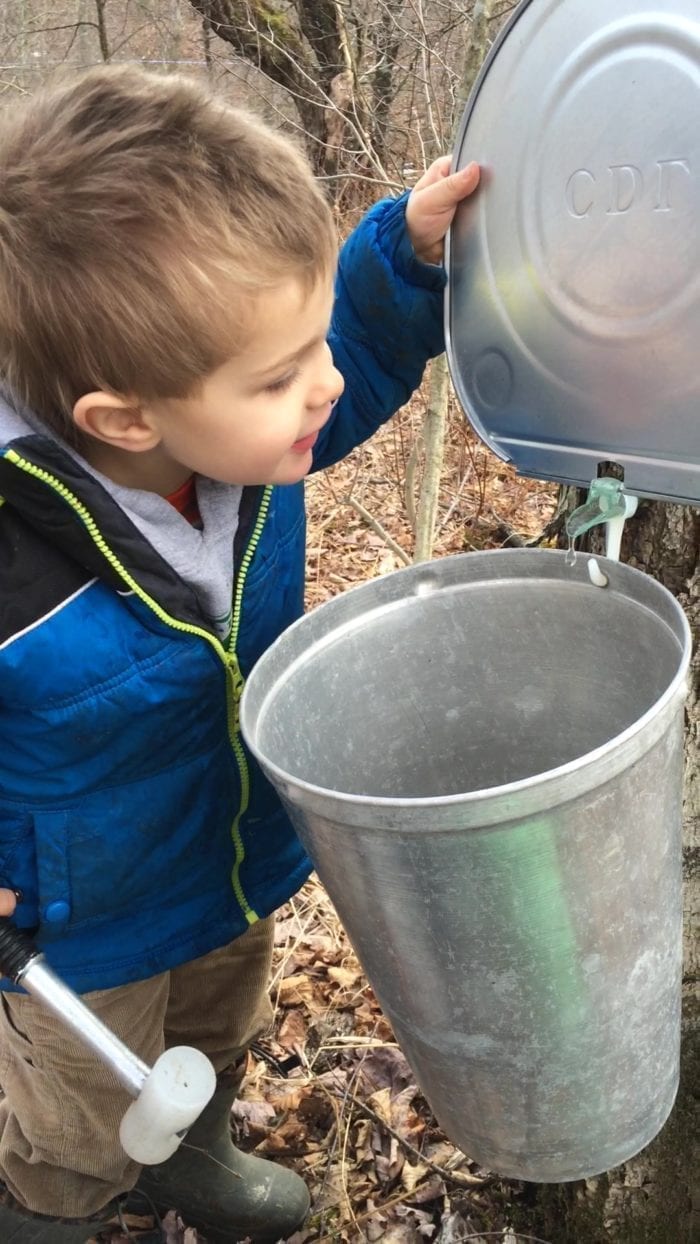 maple syrup farmer