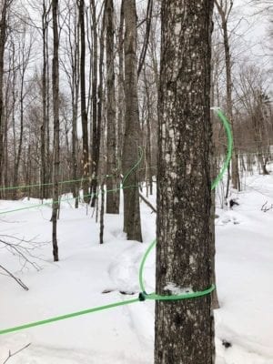 maple syrup tubing